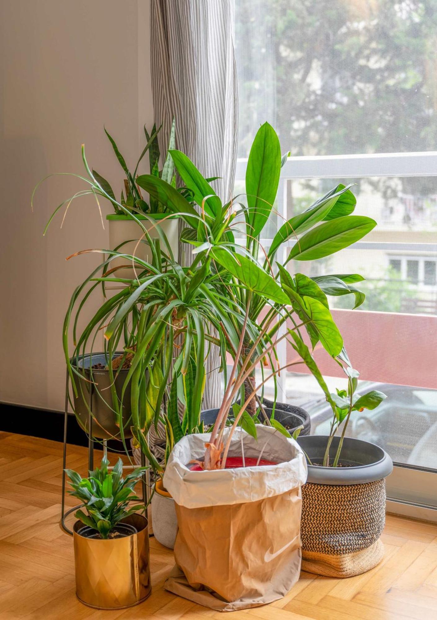 O&O Group Stylish Jungle Retreat Kolonaki Center Apartman Athén Kültér fotó